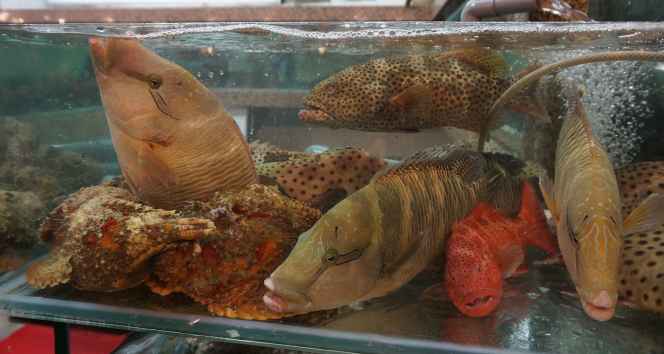 Live reef fish sold at Hong Kong restaurants (photo credit: Professor Yvonne Sadovy)